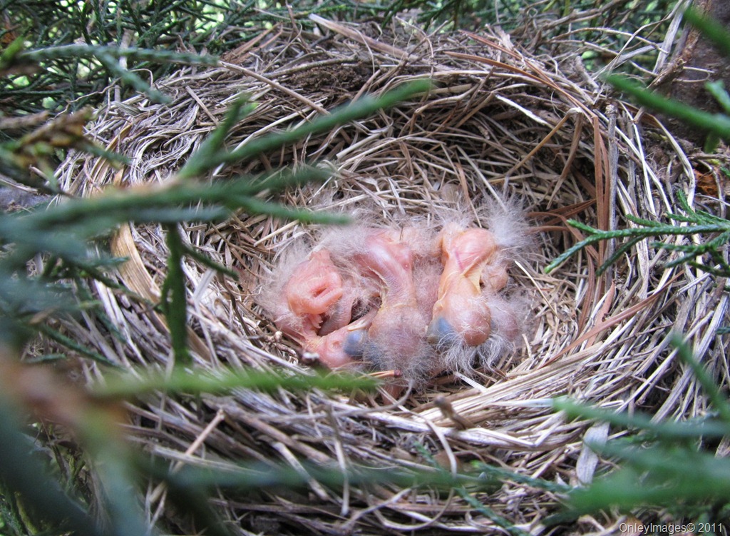 [robin nest 0513 (4)[10].jpg]