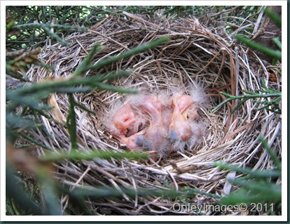 robin nest 0513 (4)