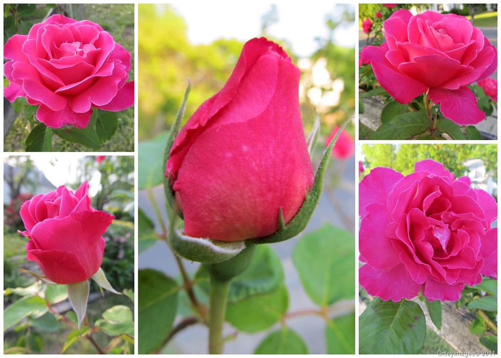 [pink rose collage2[6].jpg]