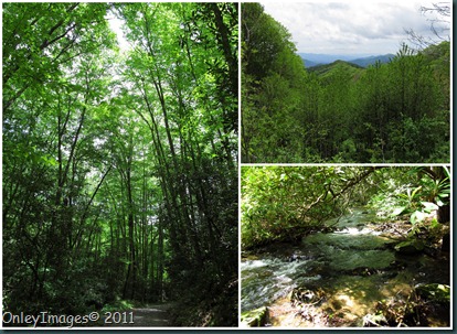 GSMNP collage1