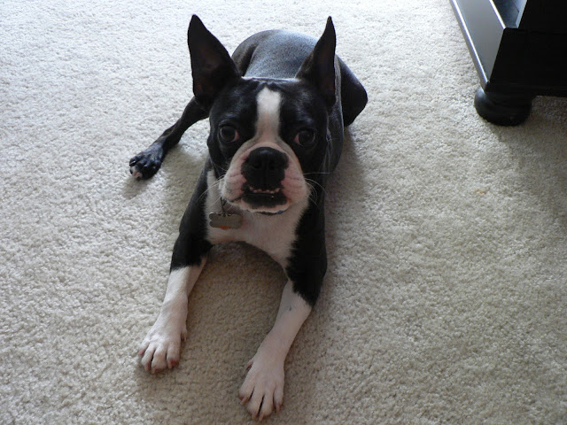 Enoch - boston terrier