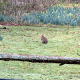 Sigma 18-200 f8 cropped to approx 500mm equivalent ISO800