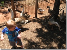 7-21-09 norman zoo 024