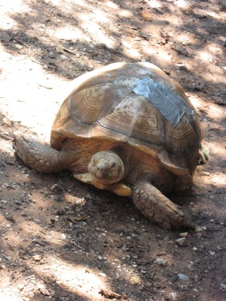 [7-21-09 norman zoo 032[3].jpg]