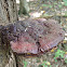 Conifer-base Polypore