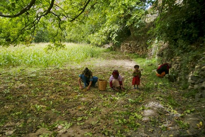 Recogiendo-nueces-del-suelo