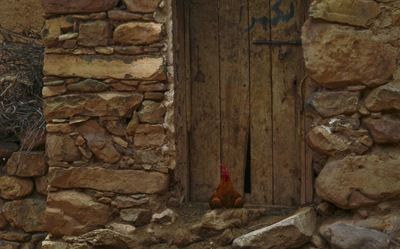 Gallina-en-su-casa