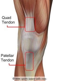 [knee-tendons-anterior2.jpg]