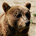 Gradina Zoo Brasov-14.jpg