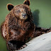 Gradina Zoo Brasov-03.jpg