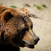 Gradina Zoo Brasov-10.jpg
