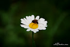 Flori macro-04.jpg