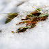 Zapada in Poiana Brasov-5.jpg