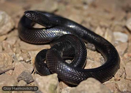 snake6