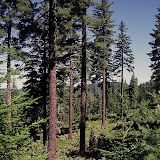 Forest Stewardship