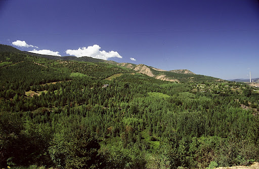 Idaho's old Bunker Hill Company - once one of the largest lead-silver mining and smelting operations in the world - planted more than two million pine and fir seedlings on the barren hills around Kellogg. The seedlings, which were grown in an underground greenhouse in the mine in the 1970s, are now 30 to 40 feet tall. Look closely on the far right and you'll see one of the stacks at the company's old smelter. Both the smelter and its  stacks are gone now.