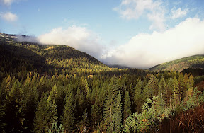 America The Beautiful - On the night of August 20, 1910, a wildfire of unimaginable fury cross the fog shrouded summit in the distance, headed east into Montana. Driven by hurricane-force winds, the Great 1910 Fire - the largest in U.S. history - incinerated more than two million acres of timberland in northern Idaho and western Montana in two terrifying days and nights. Ninety-eight years later, this forest stands as testament to nature's resiliency and a replanting effort that took years to complete.