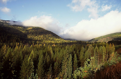 On the night of August 20, 1910, a wildfire of unimaginable fury cross the fog shrouded summit in the distance, headed east into Montana. Driven by hurricane-force winds, the Great 1910 Fire - the largest in U.S. history - incinerated more than two million acres of timberland in northern Idaho and western Montana in two terrifying days and nights. Ninety-eight years later, this forest stands as testament to nature's resiliency and a replanting effort that took years to complete.