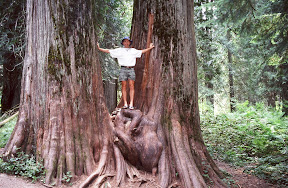 America The Beautiful - The Ross Cedars grove just south of Troy, Montana is one of the most beautiful western red cedar forests remaining in the Intermountain West. These redwood-size monarchs are 700 to 800 years old, and bear the scars of numerous fires. They've most likely survived because the canyon bottom in which they grow is moist and runs east to west, so not much sun reaches the forest floor. If you'd like to visit this grove, travel south from Troy on State Route 56. Just south of Bull Lake you'll see a Kootenai National Forest sign directing you to the grove. It's about four miles west on a well maintained road.