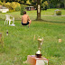 Sommerliga 2010