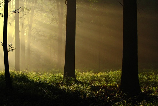 HD Nature Wallpapers