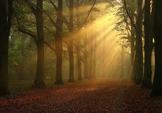 HD Nature Wallpapers