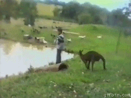 [kangaroo-kicks[4].gif]