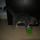 tabby