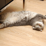 liedown