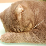 sleeping