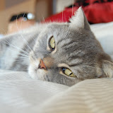 afternoon nap