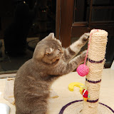 scratching pole