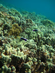  underwater