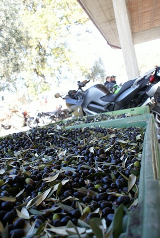[024 - Olive e Moto[4].jpg]
