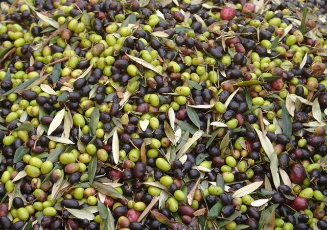 [043 - Olive a raccolta[5].jpg]