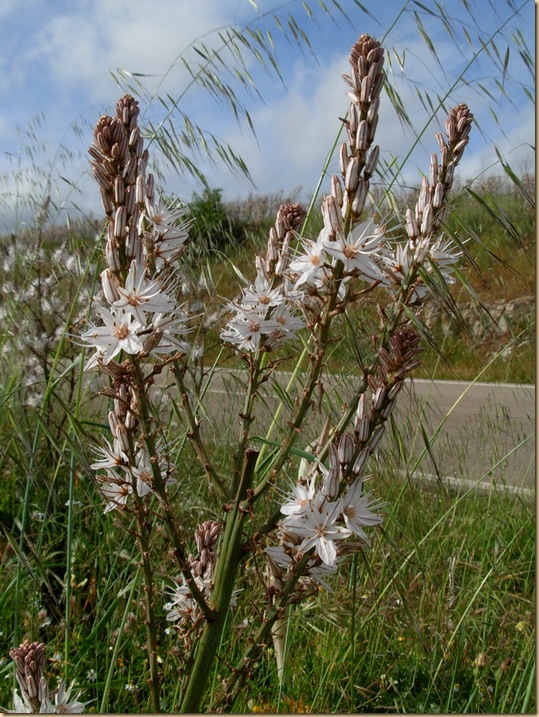 PIC - 008-Sardegna IRI Vermentino e Corsica - 119