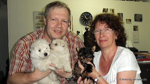Westie oder Yorkie?