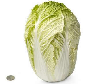 28 chinese cabbage