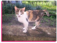 041907_1310_Cats2