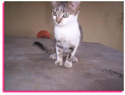 [041907_1310_Cats33.jpg]