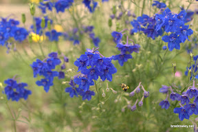 CRW_0005.jpg