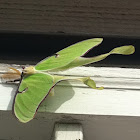 Luna Moth