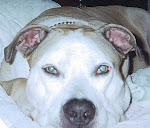 My Woofie Dog