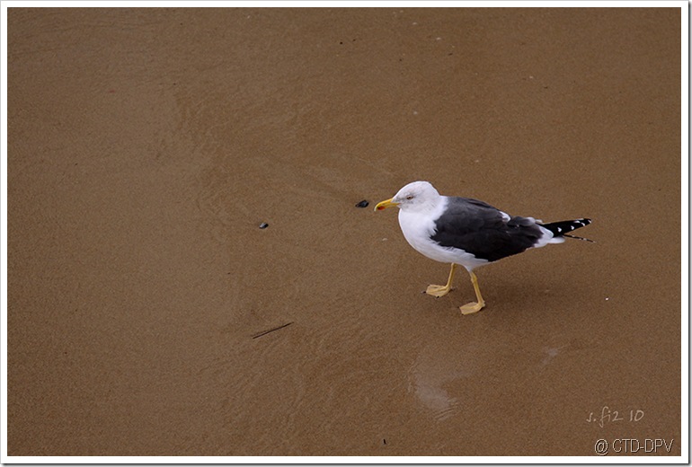 pedipaper belém 23fev10 028 copy