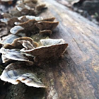 turkey tail