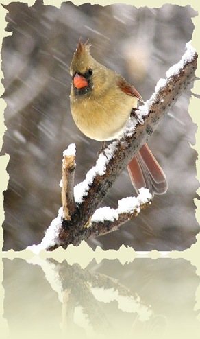 453838-Northern Cardinal Female