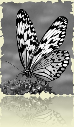 455960-Tree Nymph