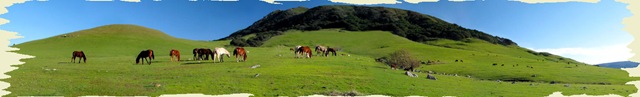[462424-where the green grass grow...[4].jpg]