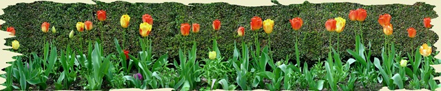 [466579-Wall to wall tulips-Filoli gardens California[4].jpg]