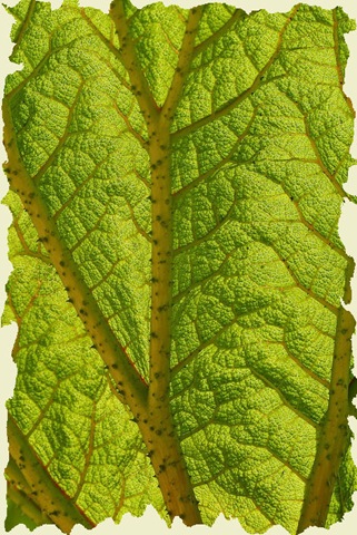 [573217-Leafy Shades[10].jpg]